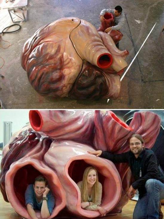 Incredible Blue Whale Heart